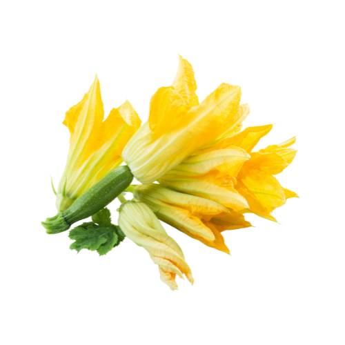 Zucchini Flower