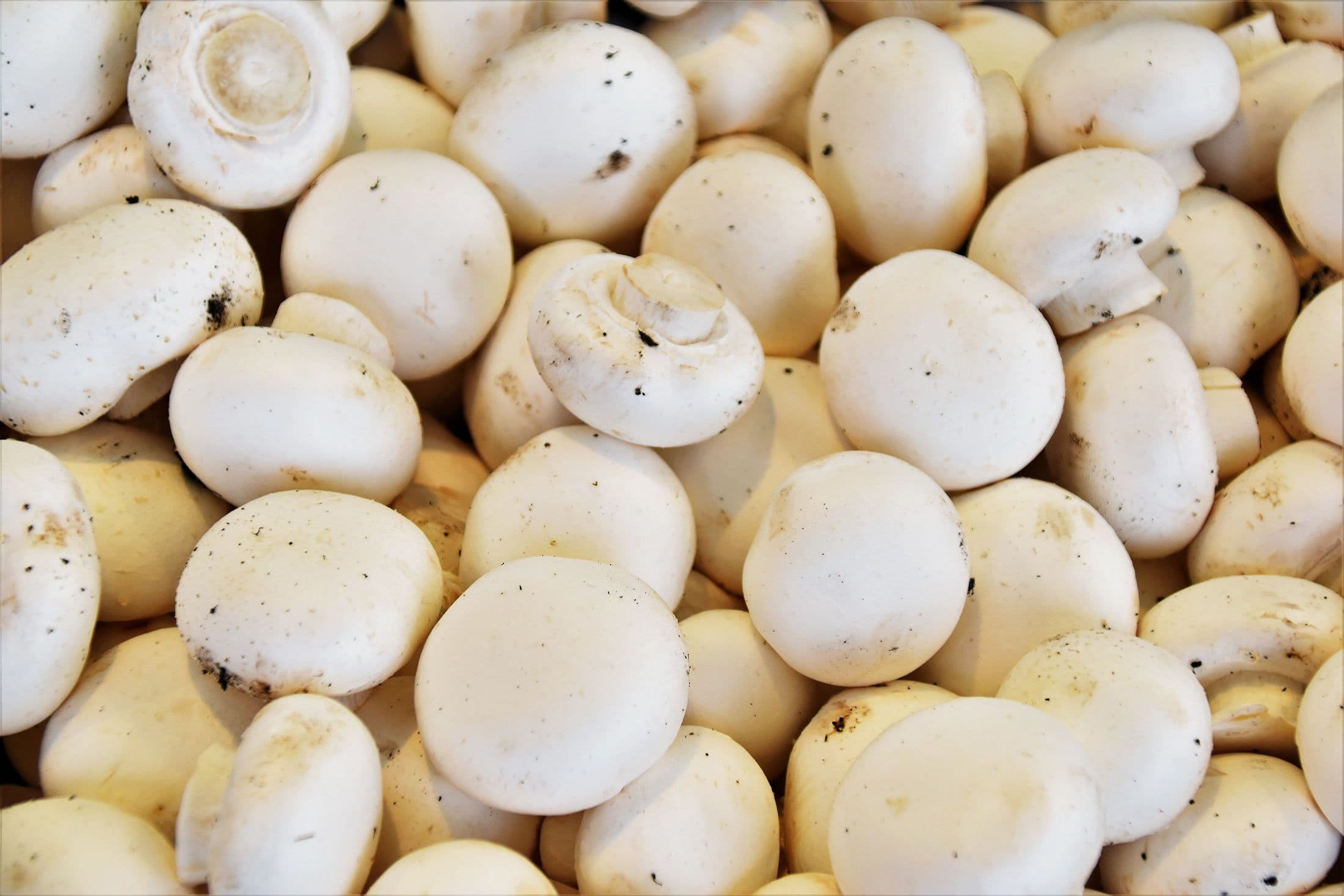 Close up view of many button mushrooms