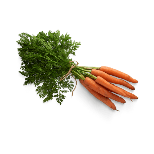 Orange Dutch Carrot