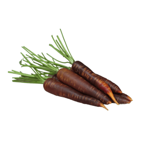 Purple Dutch Carrot