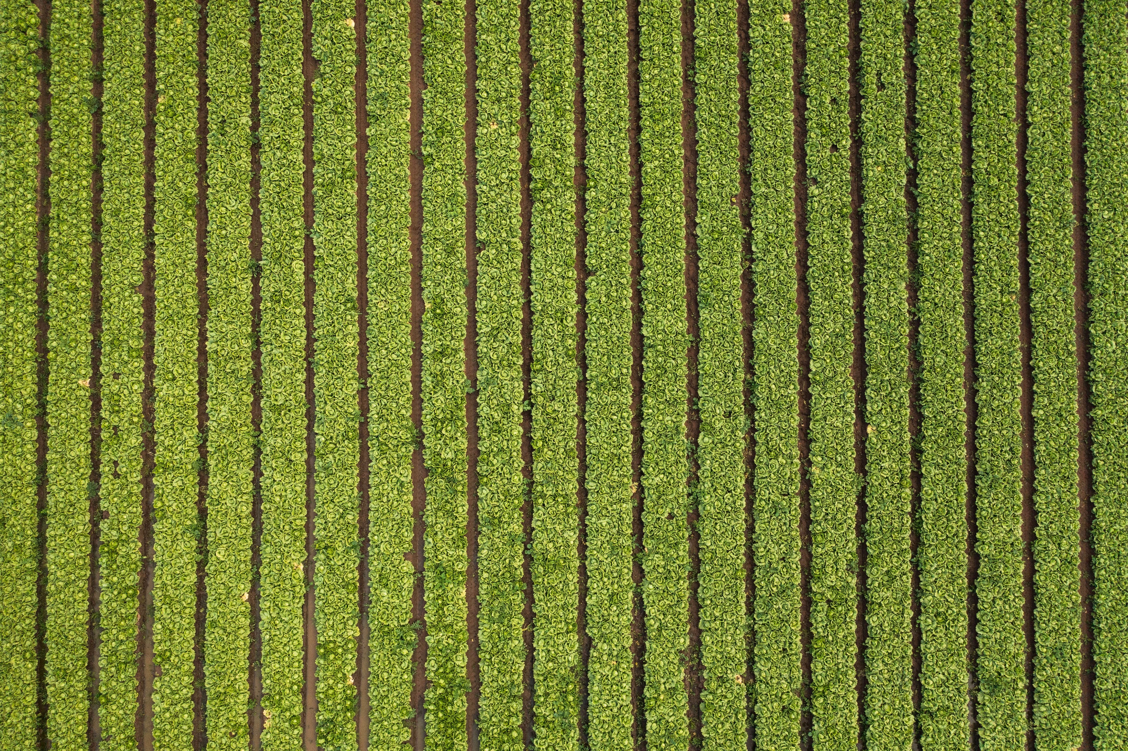 Morco Fresh truck at Penfolds Estate