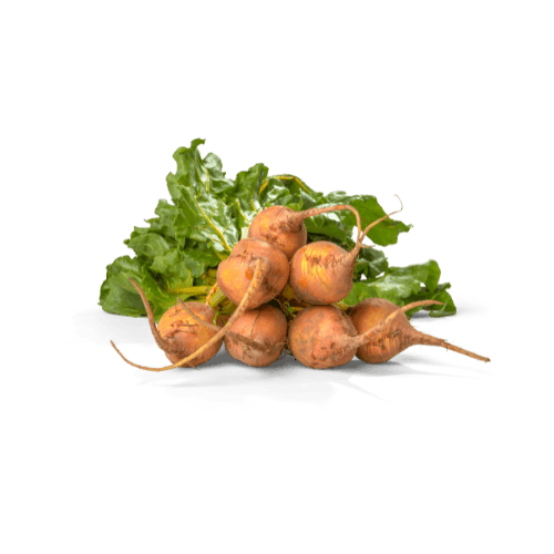 Golden Beetroot