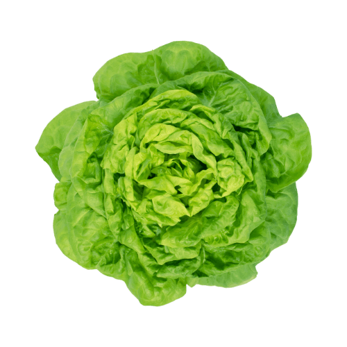 Butterhead Lettuce