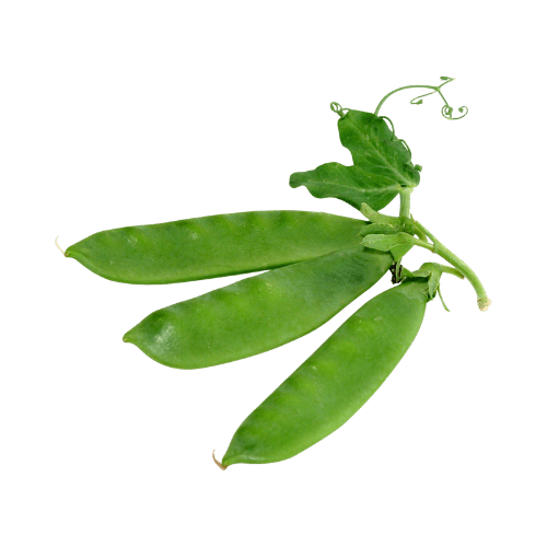 Snow Pea